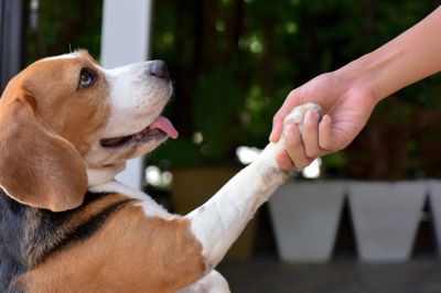 Dog Health Insurance, Dog Health Insurance, Vermont