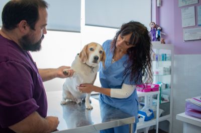 Customized Health Insurance Plans for Dogs
