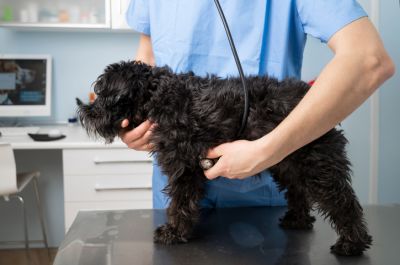 Get Peace of Mind with a Dog Health Insurance Plan
