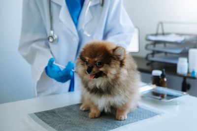 Get Health Coverage for Your Dog